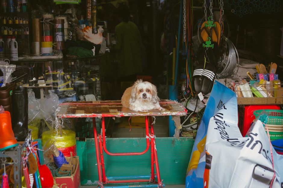 Pet products on display in a pet shop